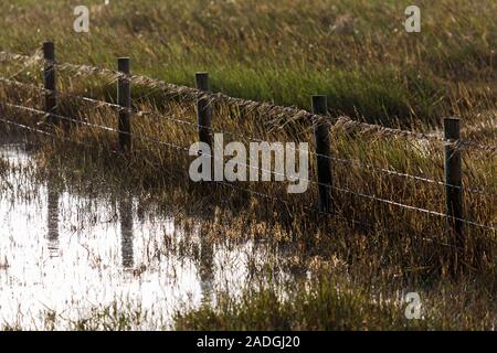 Sylt, Morsum, Salzwiesen am Watt Foto Stock