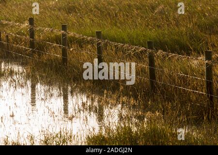 Sylt, Morsum, Salzwiesen am Watt Foto Stock