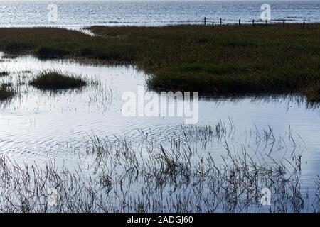 Sylt, Morsum, Salzwiesen am Watt Foto Stock