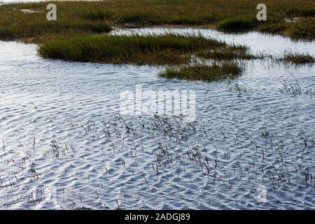 Sylt, Morsum, Salzwiesen am Watt Foto Stock