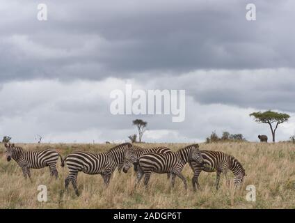 Un gruppo di pianure zebra (Equus quagga, precedentemente Equus burchellii) il pascolo in erba secca del Parco Nazionale di Tarangire e sotto un grigio cielo nuvoloso. Tar Foto Stock