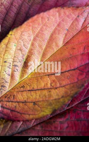 Dettaglio colorato e foglie di autunno Foto Stock