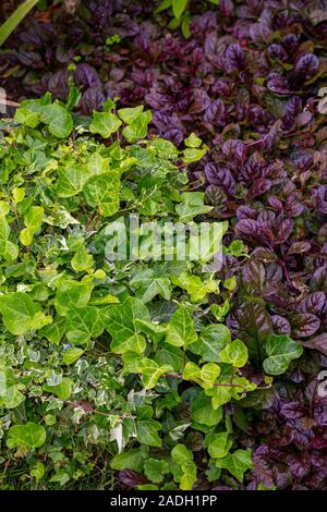 Ajuga reptans, Ivy e variegata di edera Foto Stock