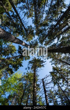 Worm vista di alberi di pino Foto Stock