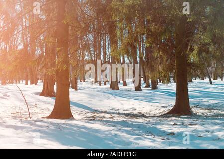 Inverno foresta paesaggio soleggiato - foresta di abeti bianchi e cumuli di neve in primo piano. Foresta di inverno in presenza di luce solare Foto Stock