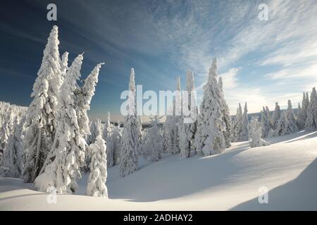 Spruce alberi coperti di neve su un pendio di montagna. Foto Stock
