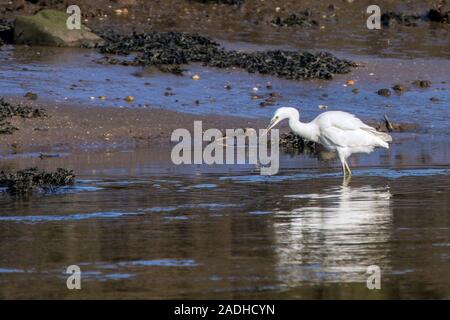 Garzetta caccia in un estuario di marea a a Aberlady Bay, Longniddry, East Lothian, Scozia Foto Stock