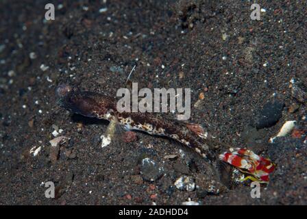 Flag-Fin Shrimp-Goby Tomiyamichthyis sp 2 Foto Stock