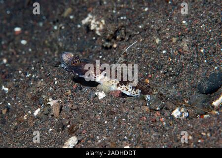 Flag-Fin Shrimp-Goby Tomiyamichthyis sp 2 Foto Stock