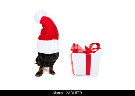 Christmas Santa Claus bassotto cane salsiccia come una stagione di festa a sorpresa di un regalo o presente box con Red Hat , isolato su bianco Foto Stock