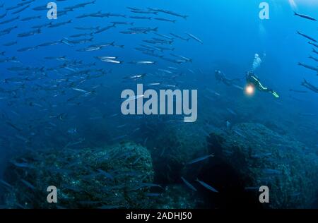 Scuba Diver al Barracuda (Sphyraena sphyraena), shooling, parco marino Dragonera, Sant Elm, Maiorca, isole Baleari, Spagna Foto Stock