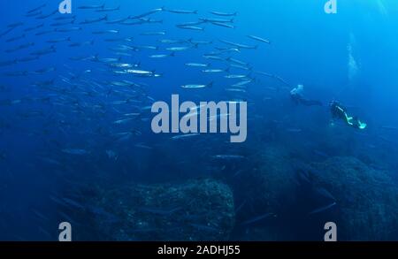 Scuba Diver al Barracuda (Sphyraena sphyraena), shooling, parco marino Dragonera, Sant Elm, Maiorca, isole Baleari, Spagna Foto Stock