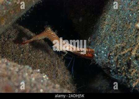 Donald Duck gamberetti Leander plumosus Foto Stock