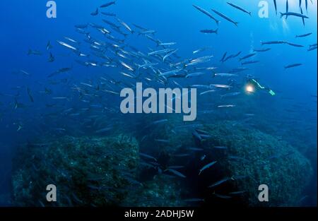 Scuba Diver al Barracuda (Sphyraena sphyraena), shooling, parco marino Dragonera, Sant Elm, Maiorca, isole Baleari, Spagna Foto Stock