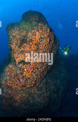 Scuba Diver ad una grande roccia ricoperta di margherite di mare (Parazoanthus axinellae), il parco marino Cap Llebeig, Dragonera, Sant Elm, Mallorca, Spagna Foto Stock