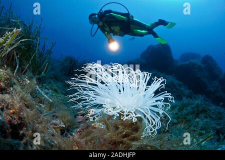 Scuba Diver ad un tubo bianco-dimora (anemone Cerianthus membranaceus), il parco marino Dragonera, Sant Elm, Maiorca, isole Baleari, Spagna Foto Stock