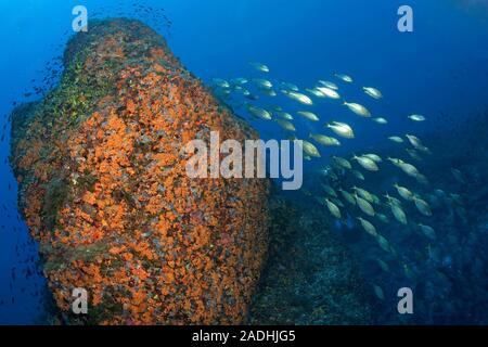 Un gruppo mucca breams (Sarpa salpa) ad una grande roccia ricoperta di margherite di mare (Parazoanthus axinellae), Dragonera, Sant Elm, Mallorca, Spagna Foto Stock