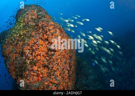 Un gruppo mucca breams (Sarpa salpa) ad una grande roccia ricoperta di margherite di mare (Parazoanthus axinellae), Dragonera, Sant Elm, Mallorca, Spagna Foto Stock