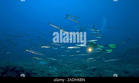 Scuba Diver al Barracuda (Sphyraena sphyraena), shooling, parco marino Dragonera, Sant Elm, Maiorca, isole Baleari, Spagna Foto Stock