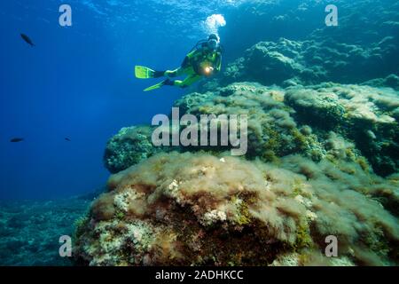 Sommozzatore in una scogliera rocciosa, rocce ricoperte di alghe marine park Dragonera, Sant Elm, Maiorca, isole Baleari, Spagna Foto Stock