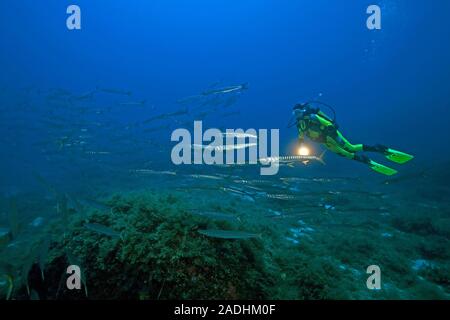 Scuba Diver al Barracuda (Sphyraena sphyraena), shooling, parco marino Dragonera, Sant Elm, Maiorca, isole Baleari, Spagna Foto Stock