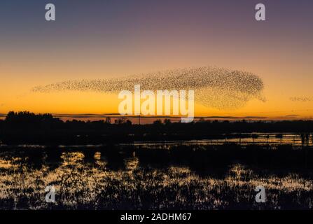 Un mormorio stellato a forma di uccello gigante, a Whixall Moss, vicino Whitchurch, Shropshire, Regno Unito. Un'immagine originale non ritoccata Foto Stock