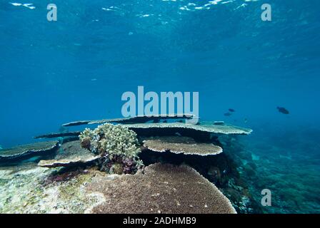 Underwater barriere coralline tropicali Foto Stock