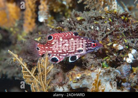 Indian Dianas Hogfish Bodianus diana Foto Stock