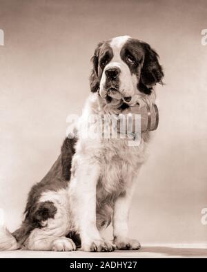 Anni Cinquanta il volto triste e san Bernardo cane con brandy barile sotto il mento guardando la fotocamera - d435 HAR001 HARS POOCH BERNARD lavoro concettuale cane di razza ESCAPE supporto elegante barile canino ospizio eroica mammifero MOLTO GRANDE IN BIANCO E NERO HAR001 in vecchio stile Foto Stock