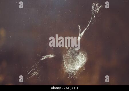 L'impressione di un piccione bird's corpo, ali e piume in polvere la polvere su una finestra dopo un urto o collisione Foto Stock