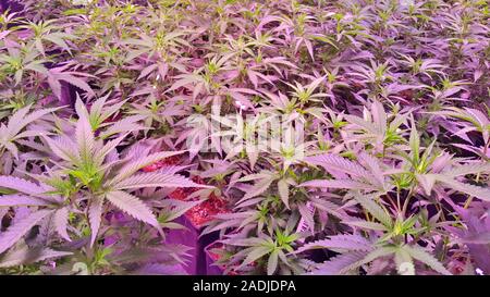 Pianta di cannabis cresce in una pentole legalmente in un'immagine di fabbrica Foto Stock