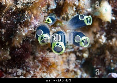 Tropical ascidie Coloniali Foto Stock