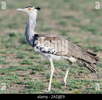 Un kori bustard (Ardeotis kori). Sinya Wildlife Management Area, Tanzania. Foto Stock