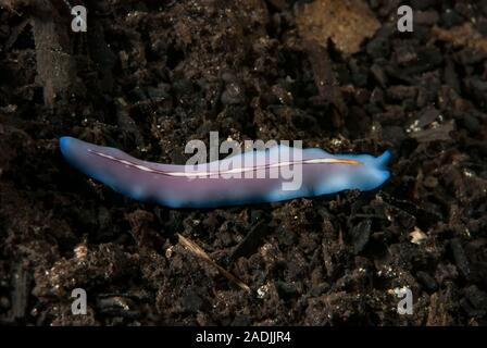 Flatworm viola Foto Stock