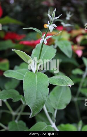 Andina foglia argento Salvia, Salvia scolorire Foto Stock