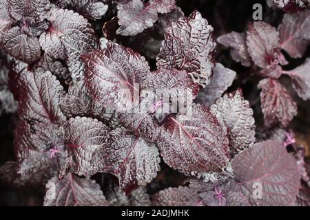 Deep Purple e nero Coleus blumei, Plectranthus scutellarioides, popolare viva pianta da giardino Foto Stock