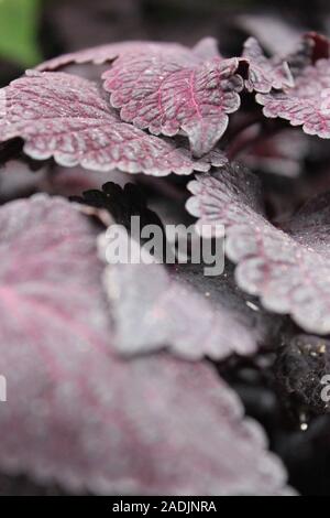 Deep Purple e nero Coleus blumei, Plectranthus scutellarioides, popolare viva pianta da giardino Foto Stock