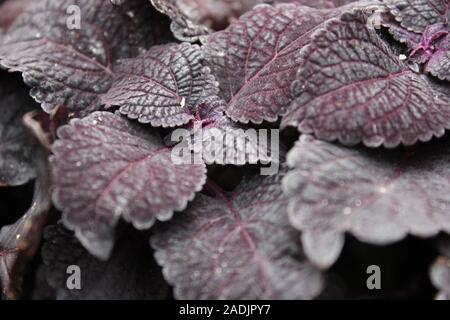 Deep Purple e nero Coleus blumei, Plectranthus scutellarioides, popolare viva pianta da giardino Foto Stock
