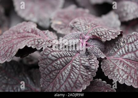Deep Purple e nero Coleus blumei, Plectranthus scutellarioides, popolare viva pianta da giardino Foto Stock