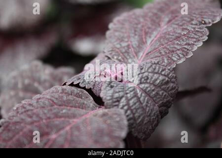 Deep Purple e nero Coleus blumei, Plectranthus scutellarioides, popolare viva pianta da giardino Foto Stock