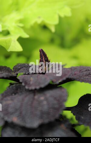 Deep Purple e nero Coleus blumei, Plectranthus scutellarioides, popolare viva pianta da giardino Foto Stock
