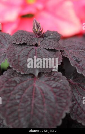Deep Purple e nero Coleus blumei, Plectranthus scutellarioides, popolare viva pianta da giardino Foto Stock
