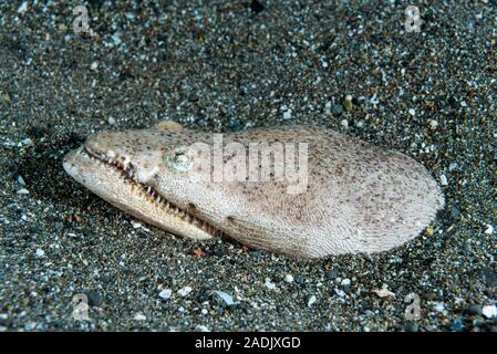 Coccodrillo anguilla serpente Brachysomophis crocodilinus Foto Stock