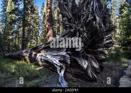 Il monarca caduto albero in Mariposa Grove, Yosemite National Park, California, Stati Uniti d'America. Foto Stock