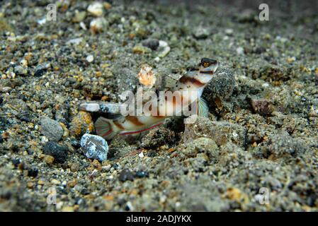 Diagonale Amblyeleotris Shrimp-Goby diagonalis Foto Stock