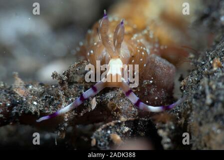 Nudiranch Blue Dragon, Pteraeolidia ianthina nudiranch Foto Stock