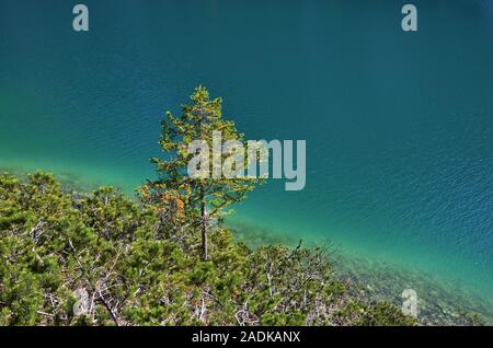 Albero solitario sulla riva del lago Foto Stock