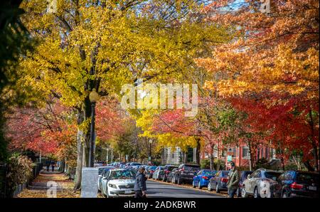 Alberi glow con colori autunnali lungo S Street vicino a 15th Street NW, Washington, DC. Foto Stock