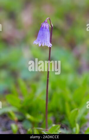 Snowbell nana (Soldanella pusilla) in fiore nelle Alpi, Austria Foto Stock