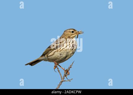 Meadow pipit (Anthus pratensis) arroccato nella boccola con preda di insetti nel becco Foto Stock